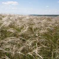 Комплект 5шт / Ковыль Байкальс..