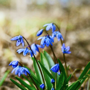 Саженцы Комплект 5шт / Пролеска сибирская (Scilla siberica..