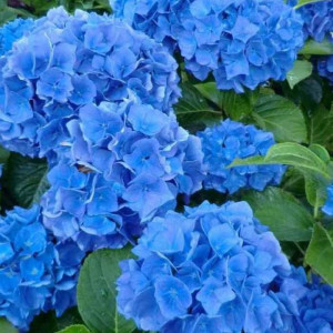 Гортензия Блю Вондер (Blue Wonder) (крупнолистная)