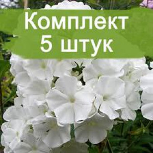 Саженцы Комплект 5шт / Флокс Вайт Спарр ( White Sparr)